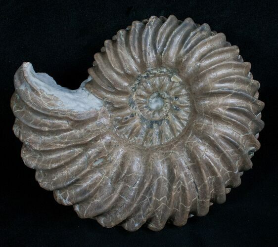 Hoplites Dentatus Ammonite France #6107